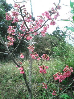 とまり木の桜