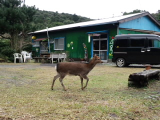 常連さん