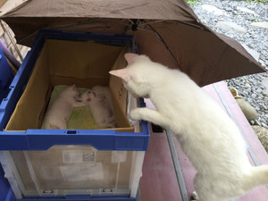 Image_2