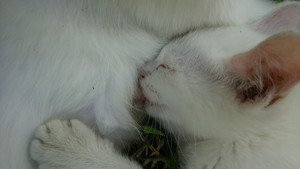 Image_9