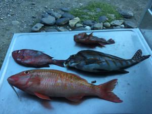 Image_2